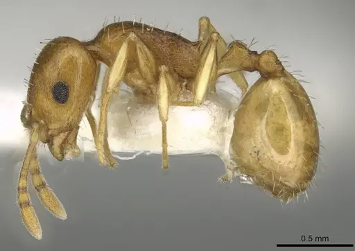 Temnothorax cristinae specimen CASENT0915386 image casent0915386_3