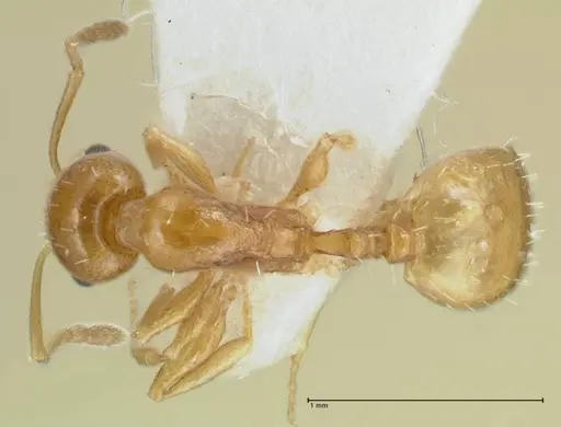 Temnothorax cristinae specimen FOCOL1794-1 image focol1794-1_1
