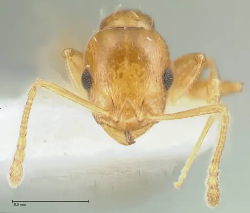Temnothorax cristinae specimen FOCOL1794-1 image focol1794-1_2
