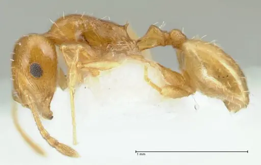 Temnothorax cristinae specimen FOCOL1794-1 image focol1794-1_3
