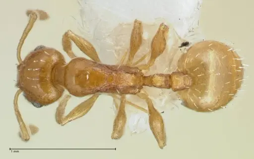 Temnothorax cristinae specimen FOCOL1794-2 image focol1794-2_1