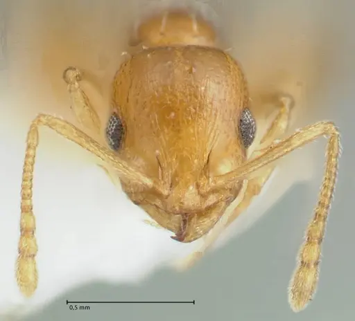 Temnothorax cristinae specimen FOCOL1794-2 image focol1794-2_2