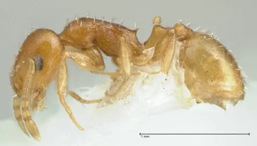 Temnothorax cristinae specimen FOCOL1794-2 image focol1794-2_3