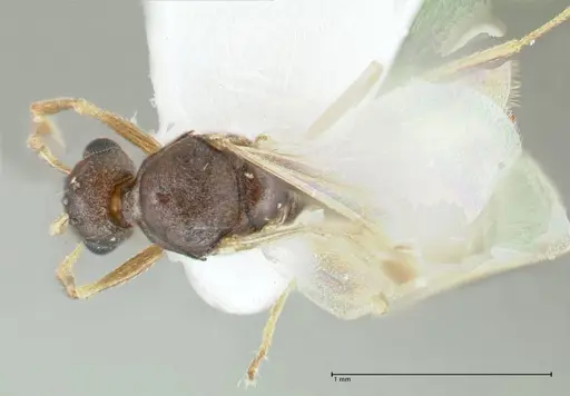 Temnothorax cristinae specimen FOCOL1794-3 image focol1794-3_1