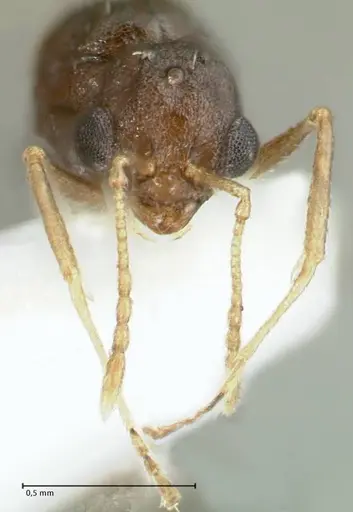 Temnothorax cristinae specimen FOCOL1794-3 image focol1794-3_2