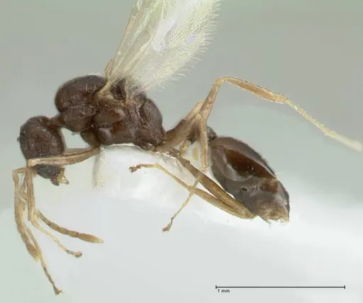 Temnothorax cristinae specimen FOCOL1794-3 image focol1794-3_3