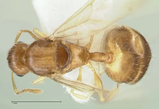 Temnothorax cristinae specimen FOCOL1794-4 image focol1794-4_1
