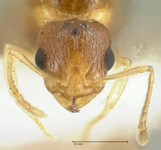 Temnothorax cristinae specimen FOCOL1794-4 image focol1794-4_2