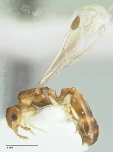 Temnothorax cristinae specimen FOCOL1794-4 image focol1794-4_3