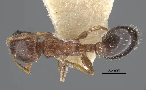 Temnothorax cuneinodis specimen CASENT0917211 image casent0917211_1