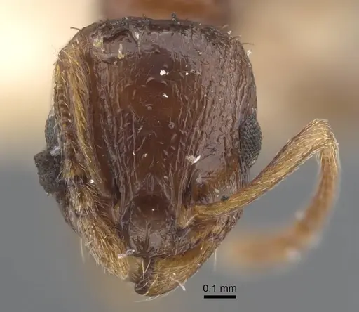 Temnothorax cuneinodis specimen CASENT0917211 image casent0917211_2