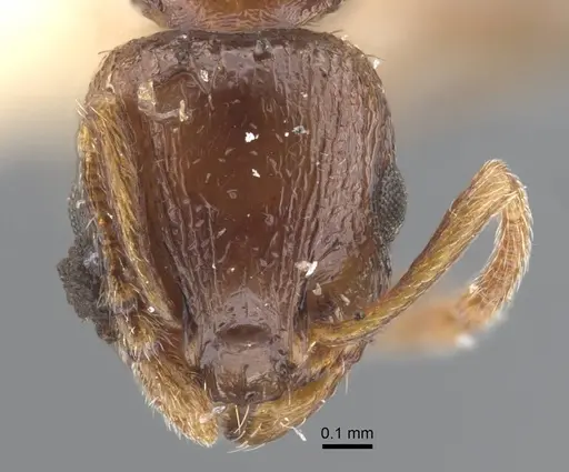 Temnothorax cuneinodis specimen CASENT0917211 image casent0917211_3