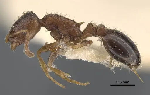 Temnothorax cuneinodis specimen CASENT0917211 image casent0917211_4