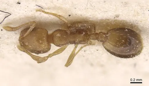 Temnothorax curtulus specimen CASENT0912922 image casent0912922_1