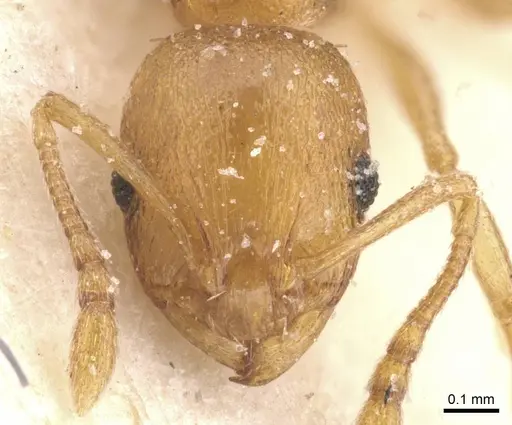 Temnothorax curtulus specimen CASENT0912922 image casent0912922_2