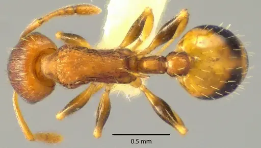 Temnothorax curvispinosus specimen ANTWEB1041719 image antweb1041719_1