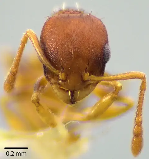 Temnothorax curvispinosus specimen ANTWEB1041719 image antweb1041719_2