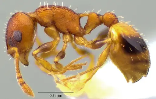 Temnothorax curvispinosus specimen ANTWEB1041719 image antweb1041719_3