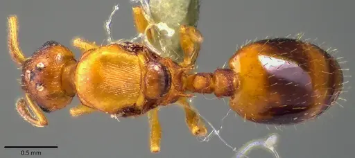 Temnothorax curvispinosus specimen ANTWEB1041759 image antweb1041759_1