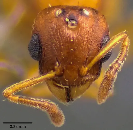 Temnothorax curvispinosus specimen ANTWEB1041759 image antweb1041759_2