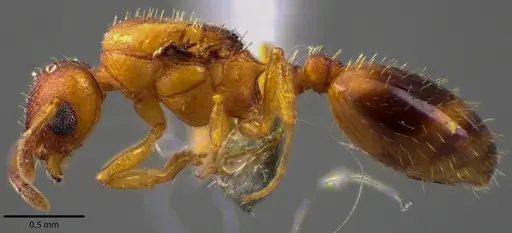Temnothorax curvispinosus specimen ANTWEB1041759 image antweb1041759_3
