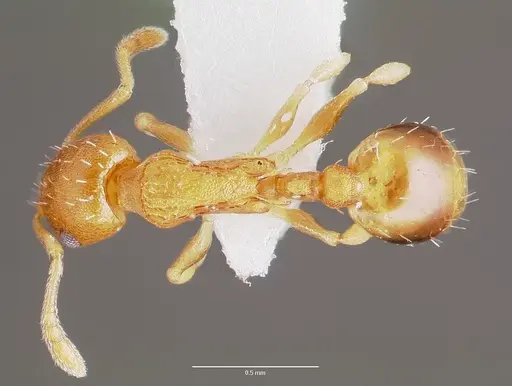 Temnothorax curvispinosus specimen CASENT0003234 image casent0003234_1