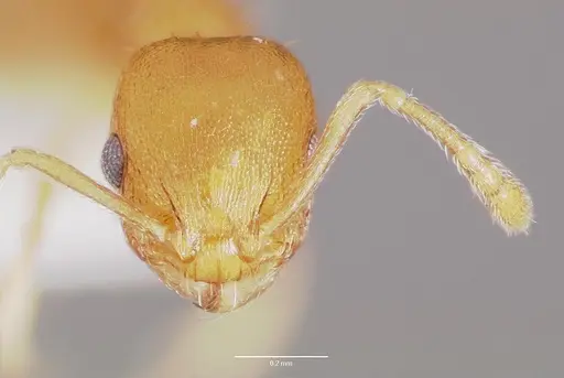 Temnothorax curvispinosus specimen CASENT0003234 image casent0003234_2
