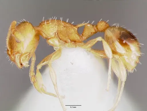 Temnothorax curvispinosus specimen CASENT0003234 image casent0003234_3