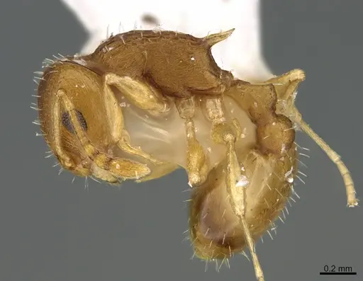 Temnothorax curvispinosus specimen CASENT0100713 image casent0100713_1