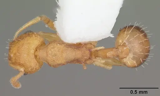 Temnothorax curvispinosus specimen CASENT0104032 image casent0104032_1