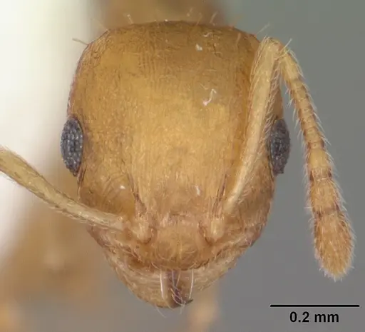 Temnothorax curvispinosus specimen CASENT0104032 image casent0104032_2