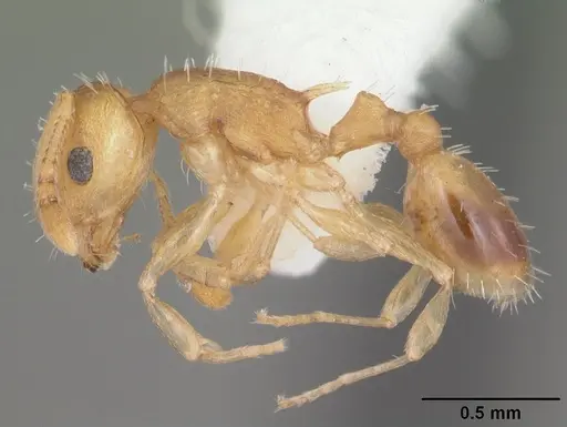 Temnothorax curvispinosus specimen CASENT0104032 image casent0104032_3