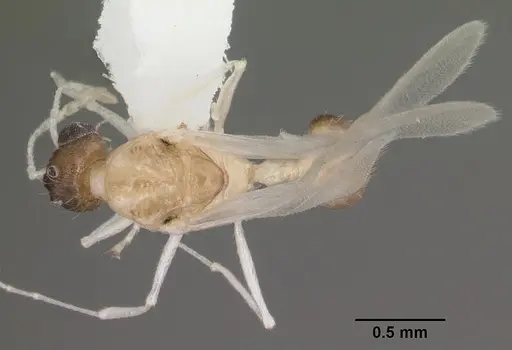 Temnothorax curvispinosus specimen CASENT0104038 image casent0104038_1