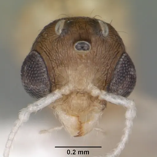 Temnothorax curvispinosus specimen CASENT0104038 image casent0104038_2