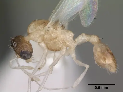 Temnothorax curvispinosus specimen CASENT0104038 image casent0104038_3