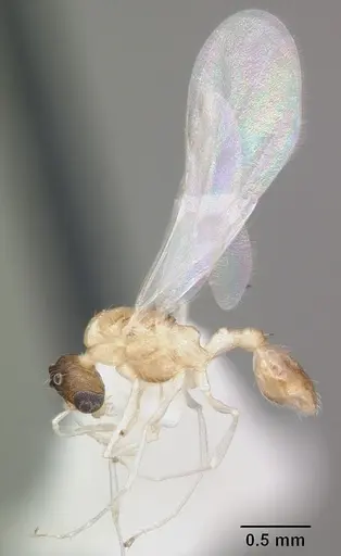 Temnothorax curvispinosus specimen CASENT0104038 image casent0104038_4