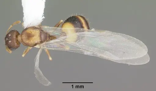 Temnothorax curvispinosus specimen CASENT0104039 image casent0104039_1