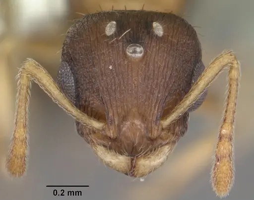 Temnothorax curvispinosus specimen CASENT0104039 image casent0104039_2