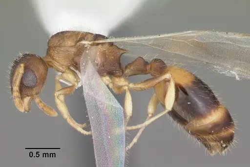 Temnothorax curvispinosus specimen CASENT0104039 image casent0104039_3