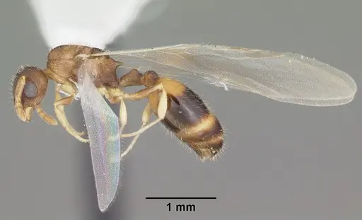 Temnothorax curvispinosus specimen CASENT0104039 image casent0104039_4