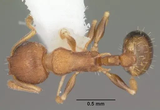 Temnothorax curvispinosus specimen CASENT0104040 image casent0104040_1
