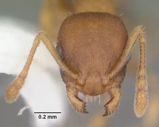 Temnothorax curvispinosus specimen CASENT0104040 image casent0104040_2