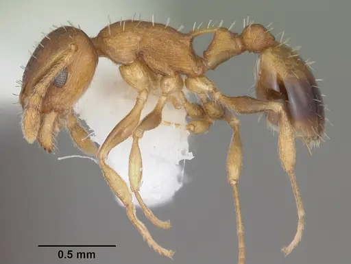 Temnothorax curvispinosus specimen CASENT0104040 image casent0104040_3