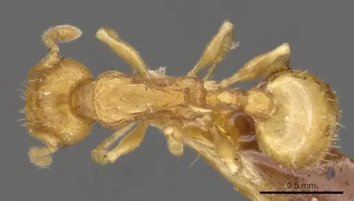Temnothorax curvispinosus specimen CASENT0901789 image casent0901789_1