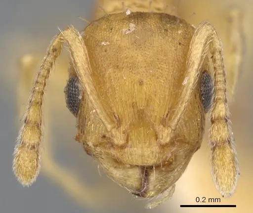 Temnothorax curvispinosus specimen CASENT0901789 image casent0901789_2