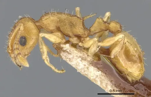 Temnothorax curvispinosus specimen CASENT0901789 image casent0901789_3