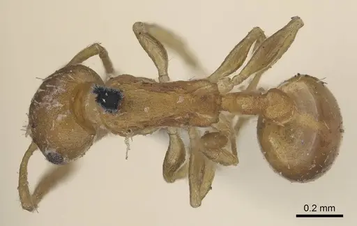 Temnothorax curvispinosus specimen CASENT0919744 image casent0919744_1