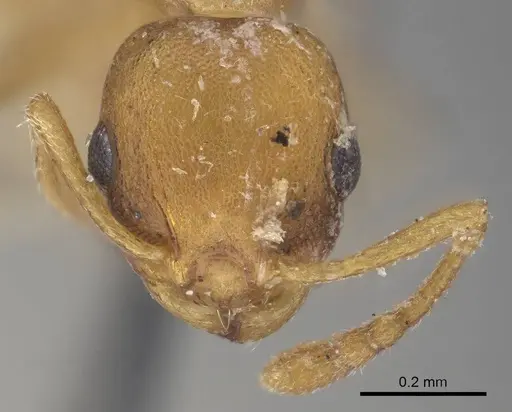 Temnothorax curvispinosus specimen CASENT0919744 image casent0919744_2