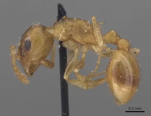 Temnothorax curvispinosus specimen CASENT0919744 image casent0919744_3