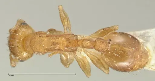 Temnothorax curvispinosus specimen FOCOL2040 image focol2040_1